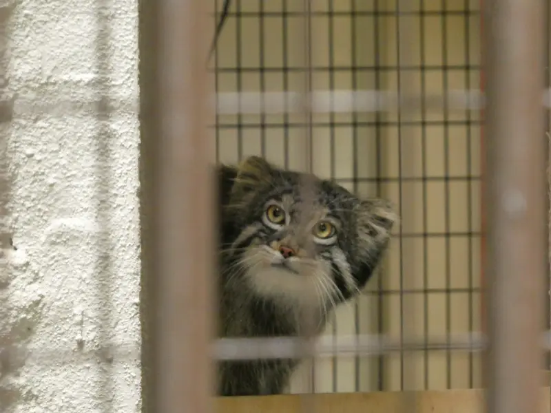 A photograph of Figa in Nogeyama Zoo