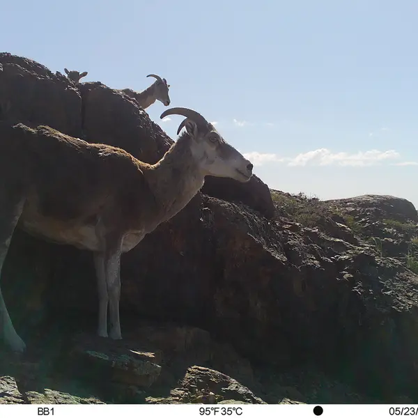 A photograph of Argali from Aktas-Kunkora camera trap