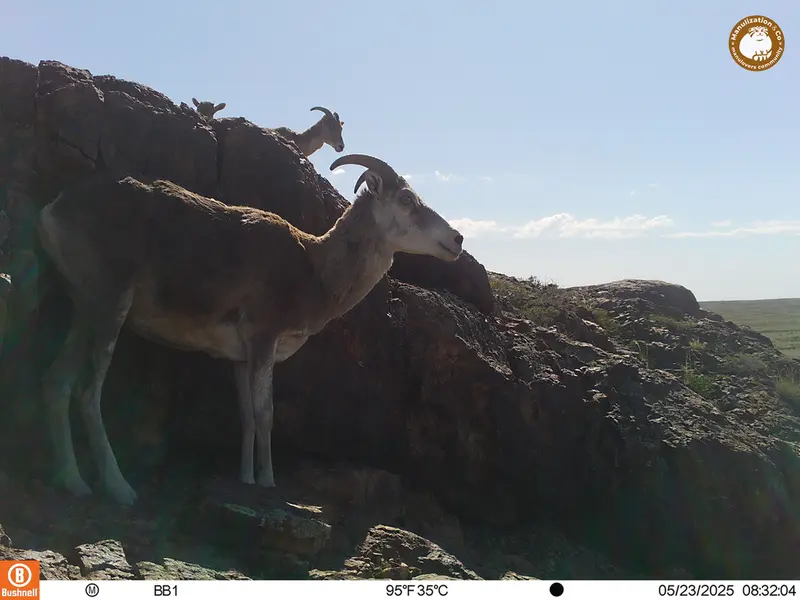 A photograph of Argali from Aktas-Kunkora camera trap
