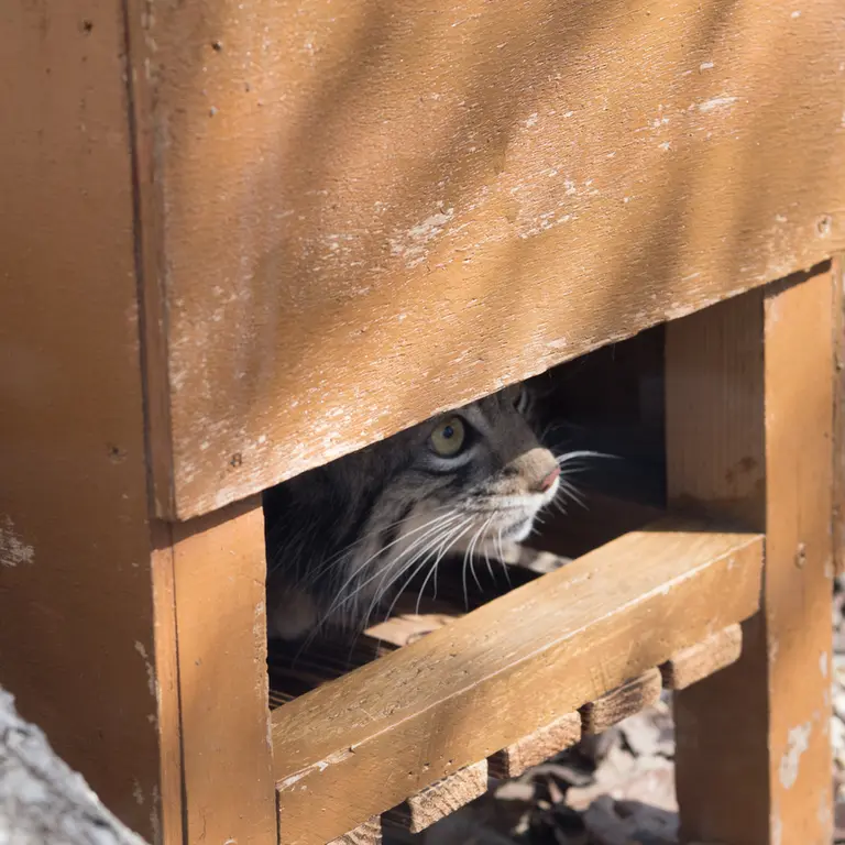 A photograph of Oto in Saitama Children's Zoo