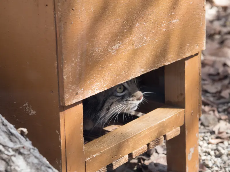 A photograph of Oto in Saitama Children's Zoo