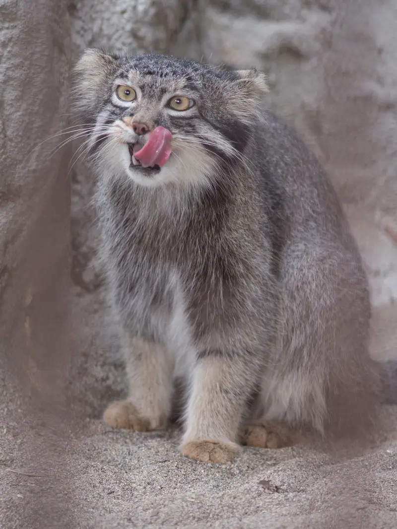 A photograph of Figa in Nogeyama Zoo
