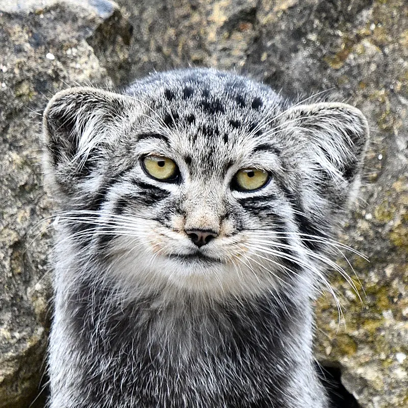 Altai the Pallas's cat from Port Lympne Wild Animal Park