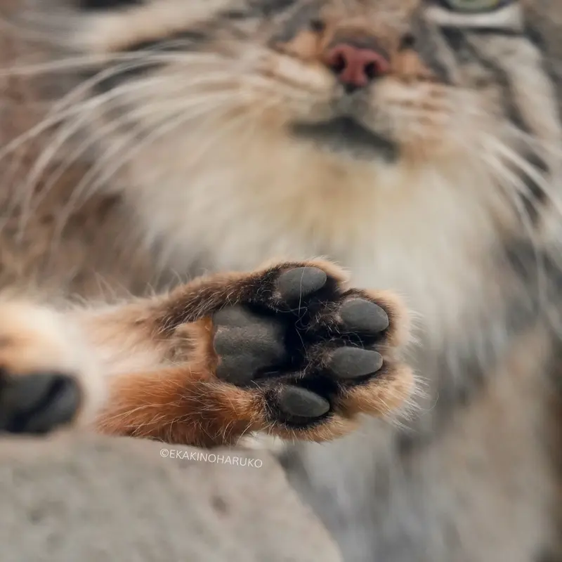 A photograph of Az in Kobe Animal Kingdom