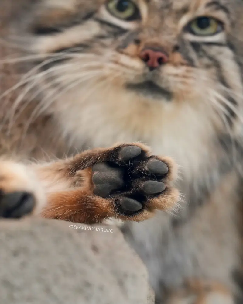 A photograph of Az in Kobe Animal Kingdom