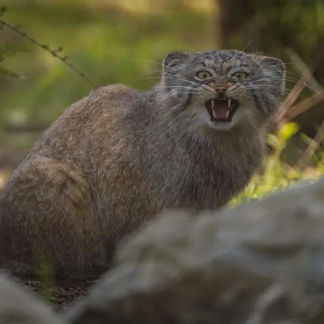 A photograph of a Pallas's cat in Chester Zoo
