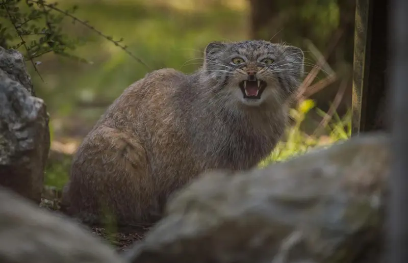 A photograph of a Pallas's cat in Chester Zoo