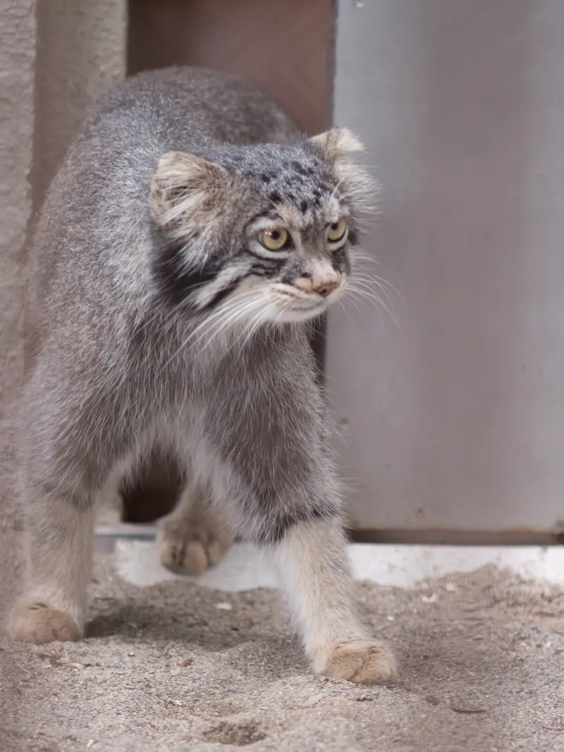 A photograph of Figa in Nogeyama Zoo