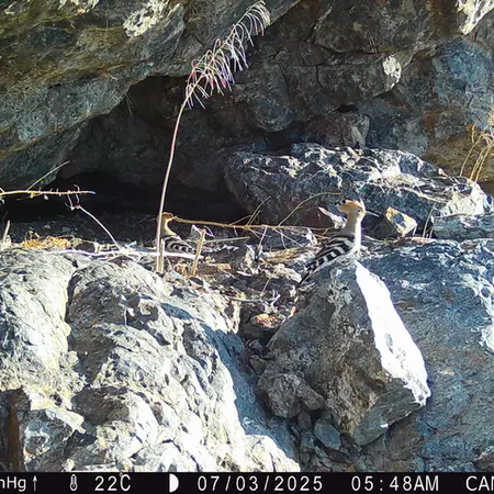 A photograph of Eurasian hoopoe from Zhundy 1 camera trap