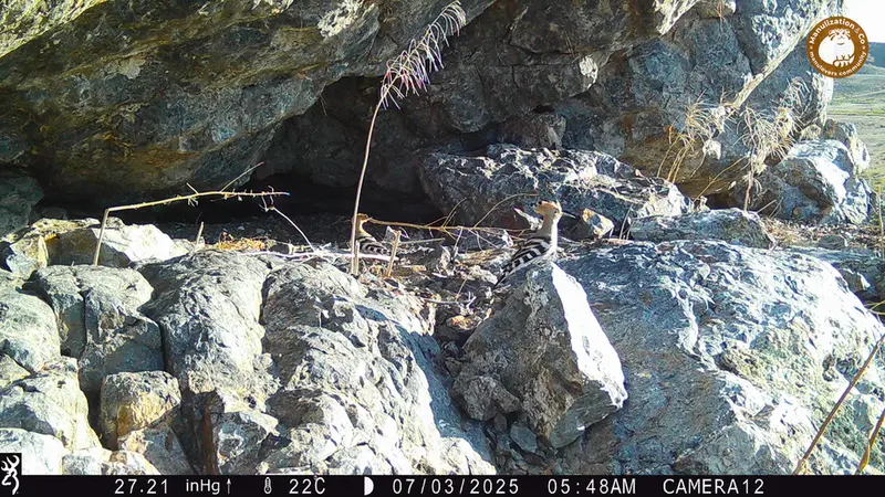A photograph of Eurasian hoopoe from Zhundy 1 camera trap