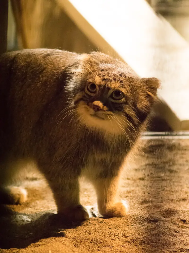 A photograph of Figa in Nogeyama Zoo