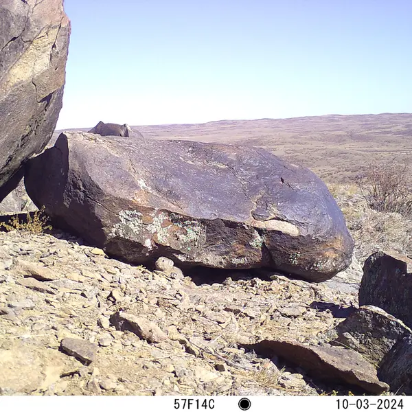 A photograph of Kazakh pika from Koshkar camera trap