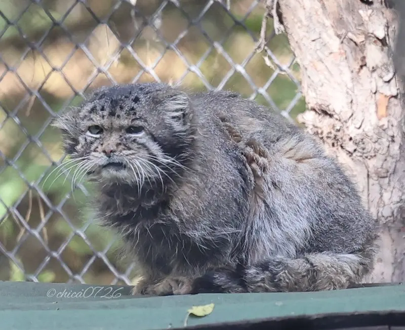 A photograph of Karaganda in Novosibirsk Zoo
