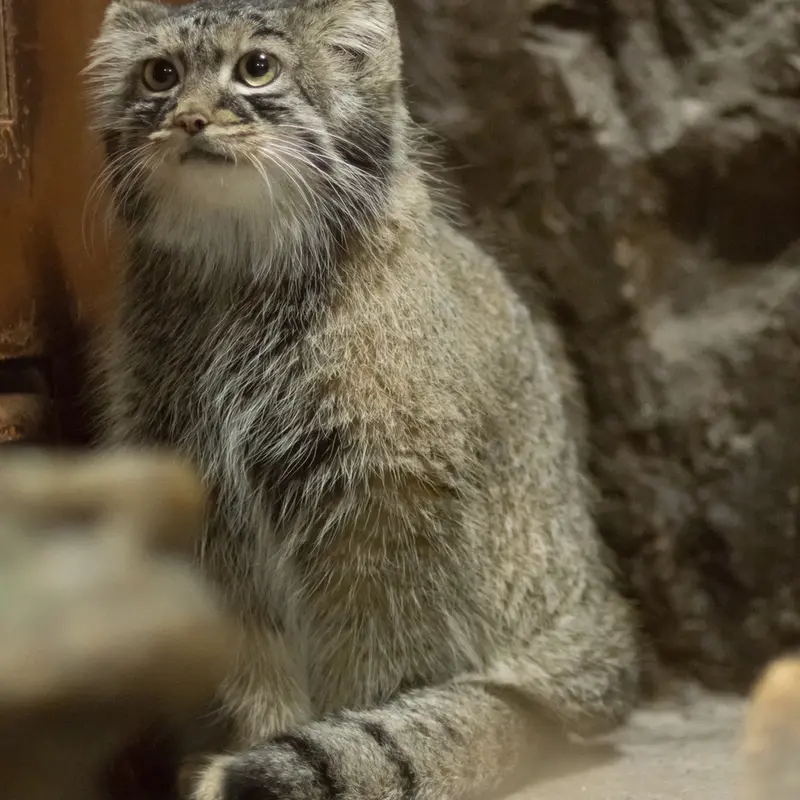 A photograph of Shafran in Ueno Zoological Gardens
