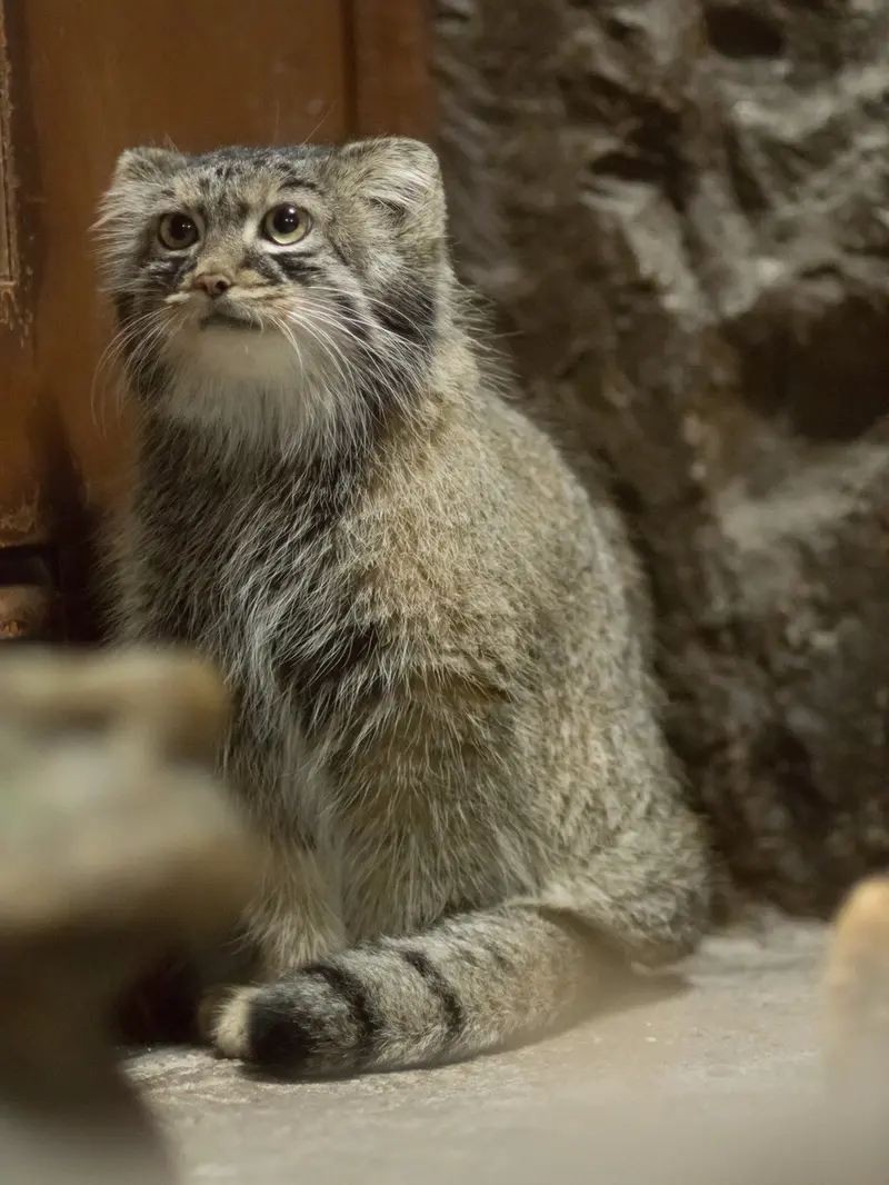 A photograph of Shafran in Ueno Zoological Gardens