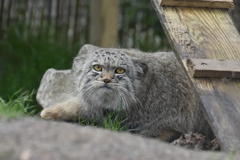 A photograph of a Pallas's cat in The Lakeland Wildlife Oasis