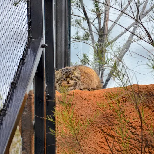A photograph of Spay in Prague Zoo