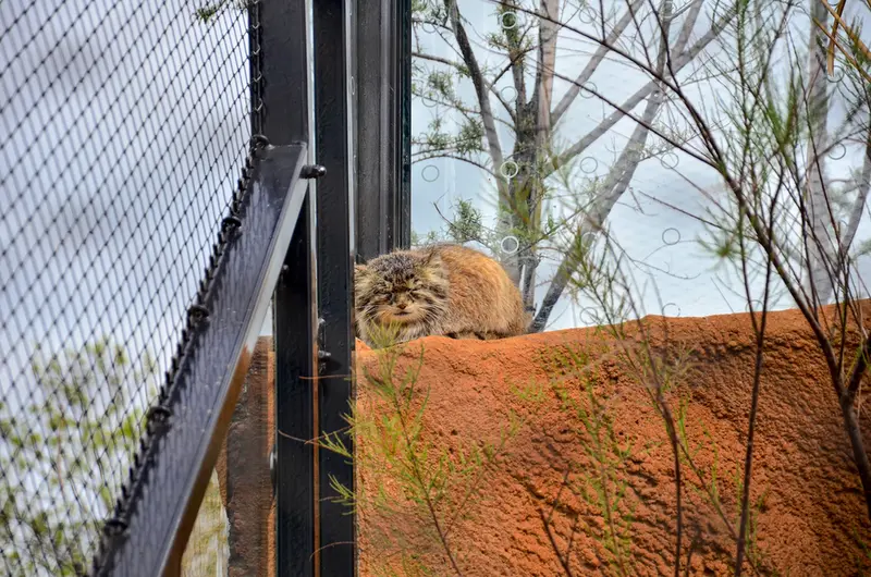 A photograph of Spay in Prague Zoo