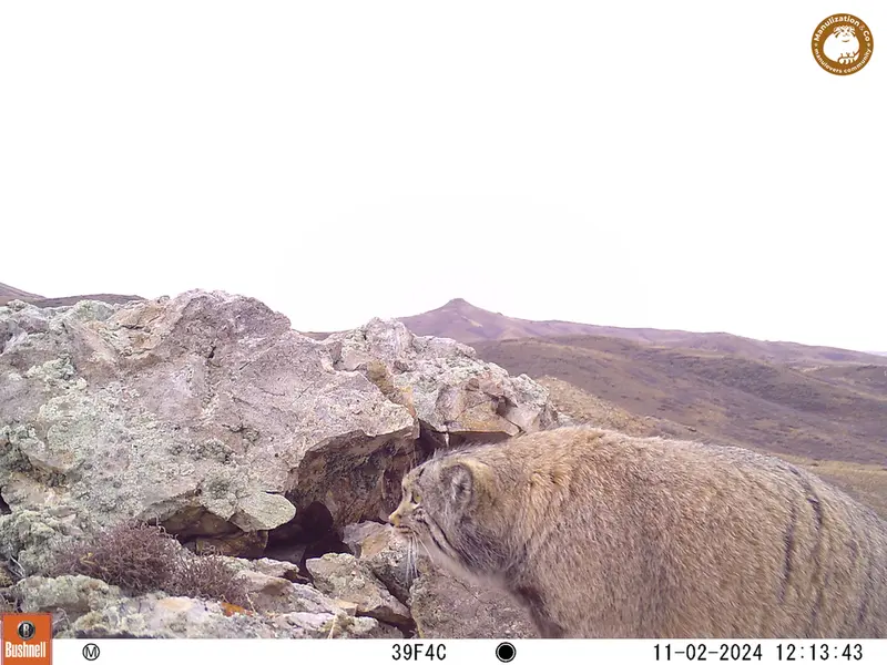 A photograph of Otocolobus manul manul from Besshoky 1 camera trap