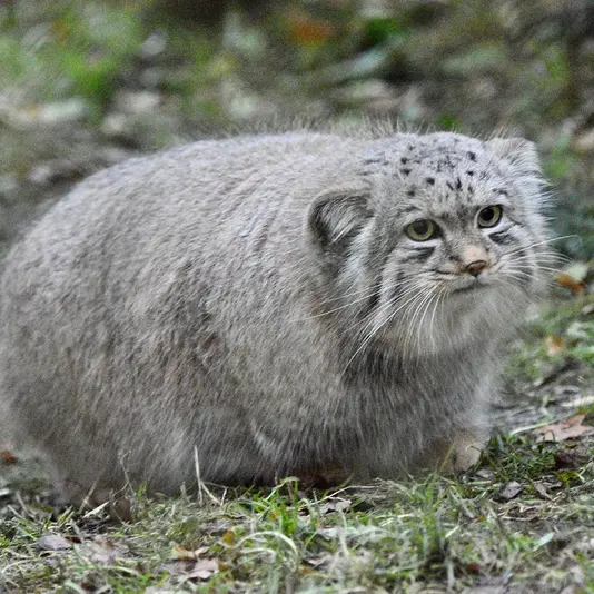 A photograph of Khutga in Port Lympne Wild Animal Park