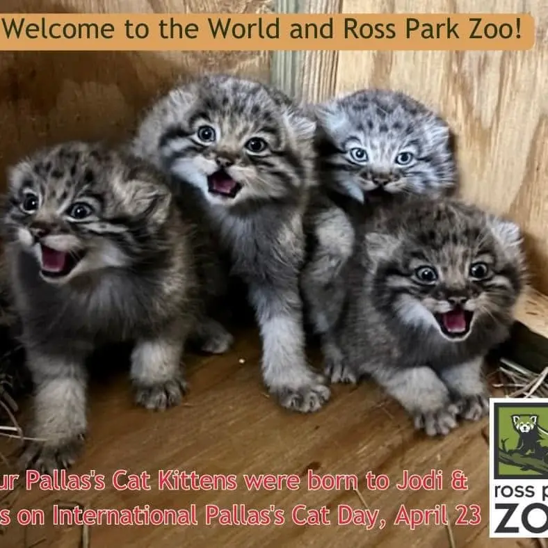 A photograph of Luka, Makari, Kasper, and Reza in Binghamton Zoo at Ross Park