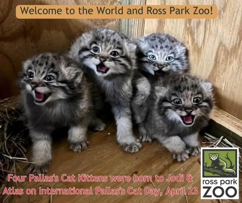A photograph of Luka, Makari, Kasper, and Reza in Binghamton Zoo at Ross Park