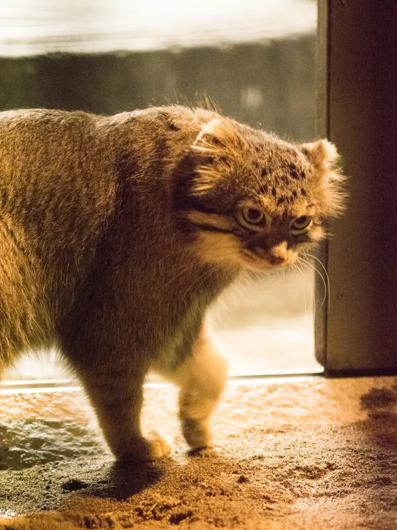 A photograph of Figa in Nogeyama Zoo