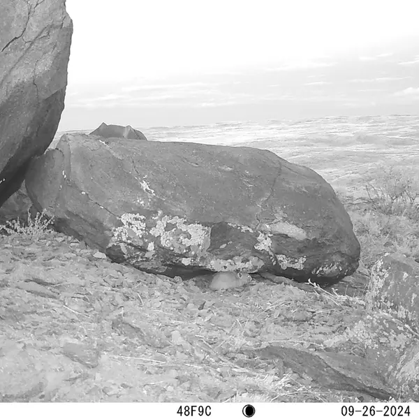 A photograph of Kazakh pika from Koshkar camera trap