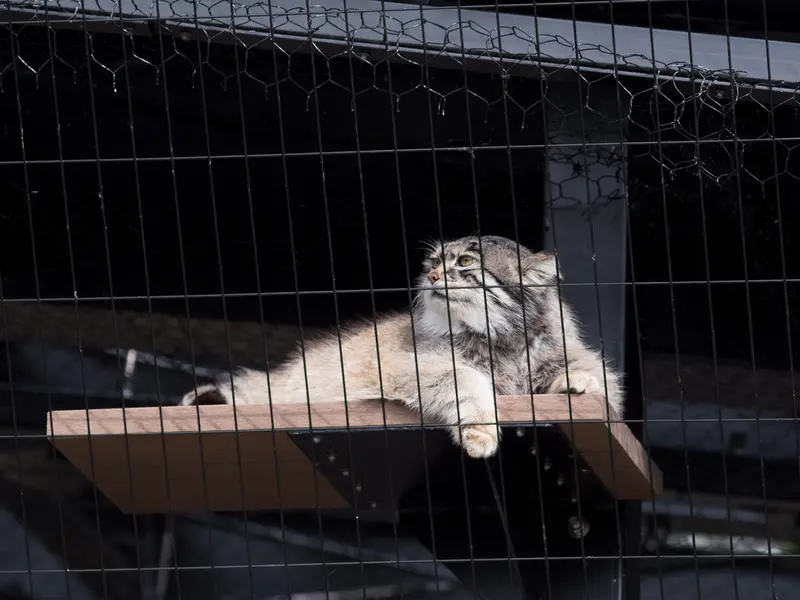 A photograph of Grusha in Asahiyama Zoo