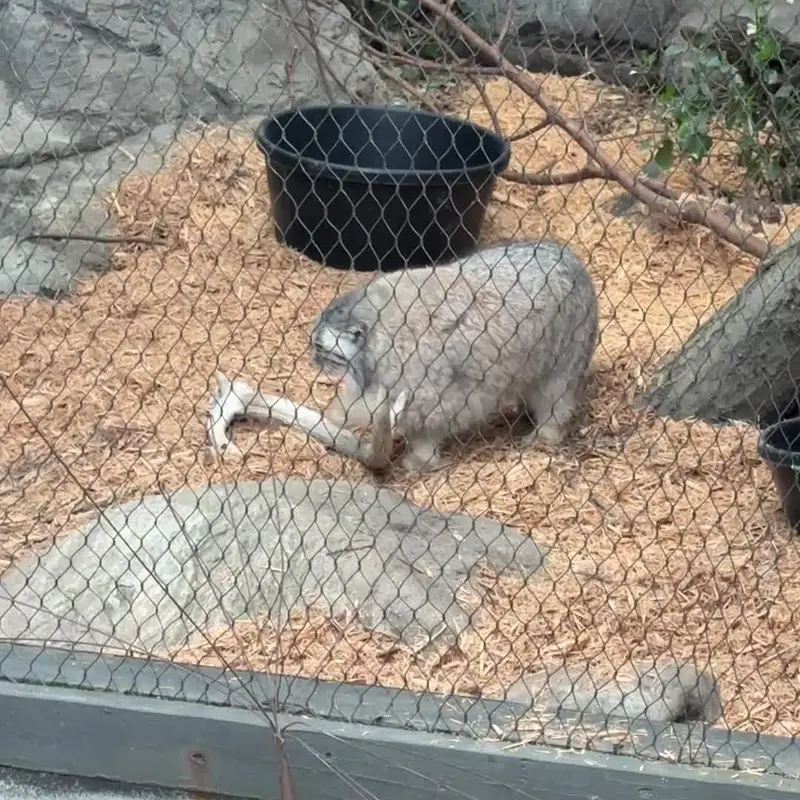 A photograph of a Pallas's cat in Prospect Park Zoo