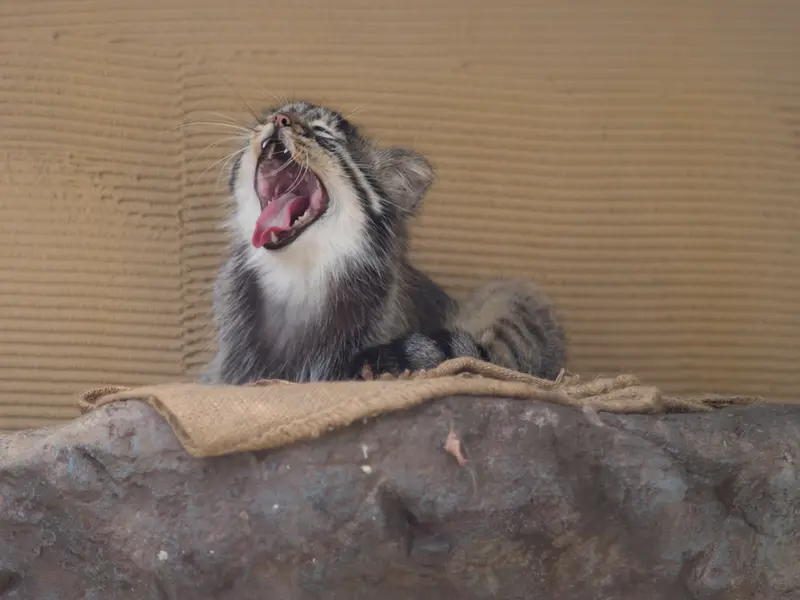 A photograph of Hide in Asahiyama Zoo