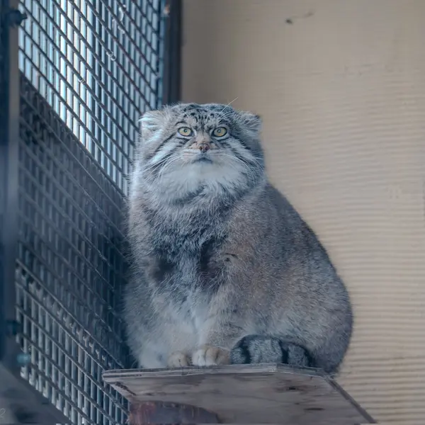 A photograph of Grusha in Asahiyama Zoo