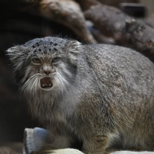A photograph of Klyon in Ueno Zoological Gardens