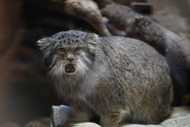 A photograph of Klyon in Ueno Zoological Gardens