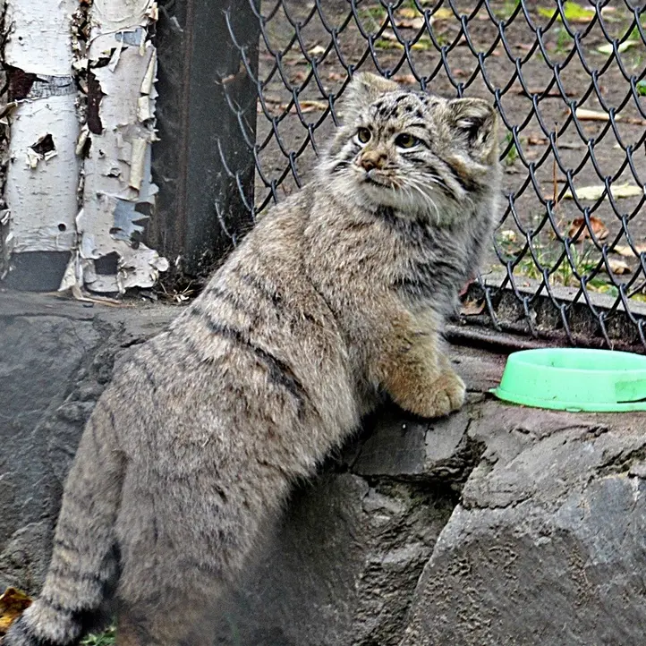 A photograph of Kosoglazik in Novosibirsk Zoo