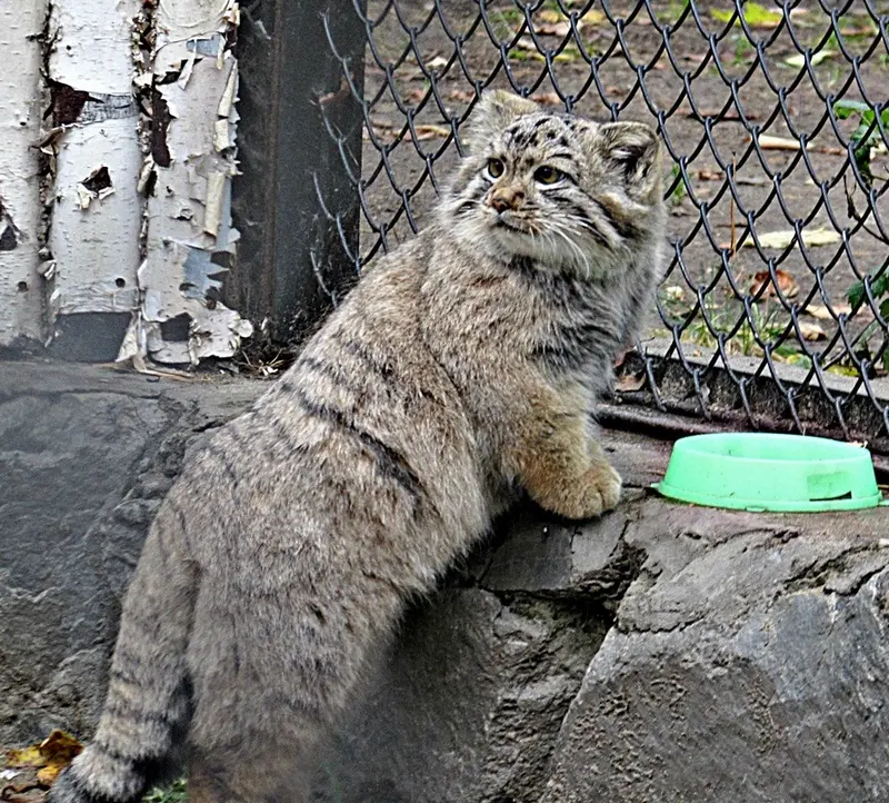A photograph of Kosoglazik in Novosibirsk Zoo