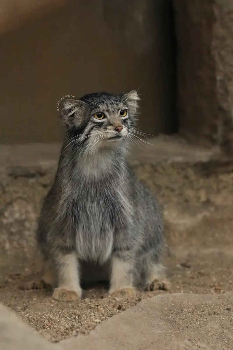 A photograph of a Pallas's cat