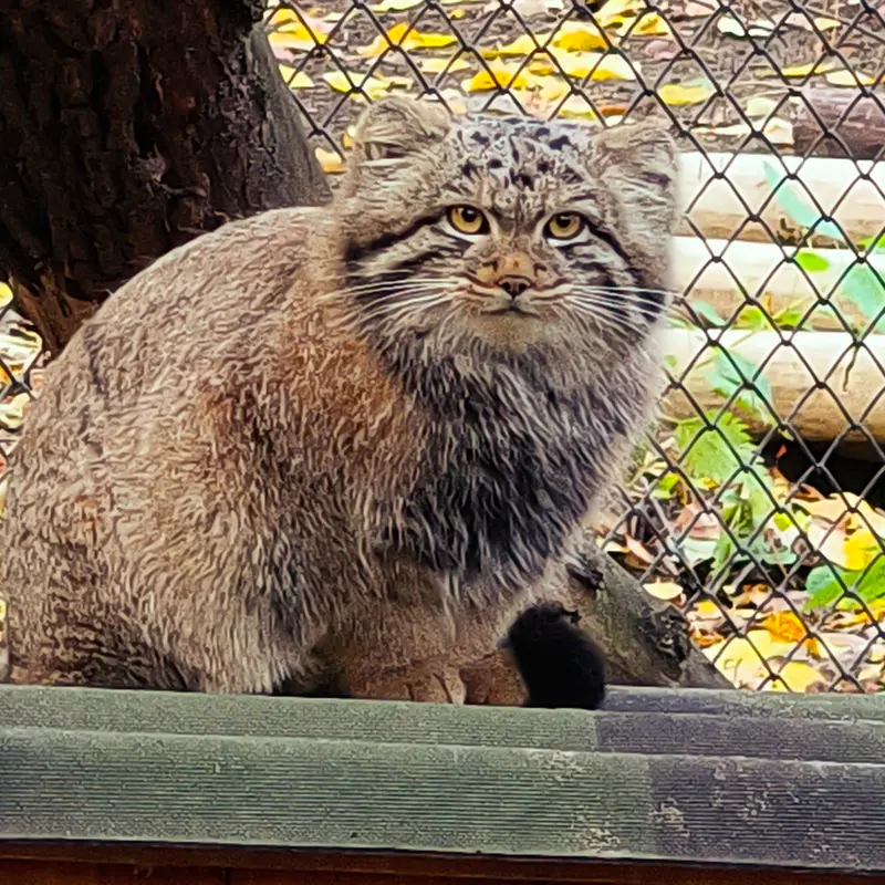 A photograph of Son of Snezhana b.2026 Ⅰ in Novosibirsk Zoo