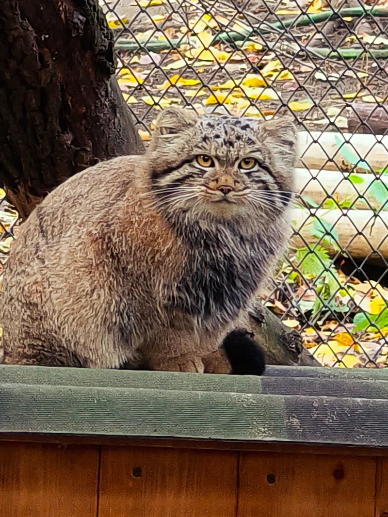 A photograph of Son of Snezhana b.2026 Ⅰ in Novosibirsk Zoo