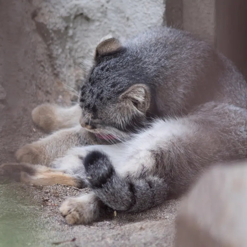 A photograph of Figa in Nogeyama Zoo