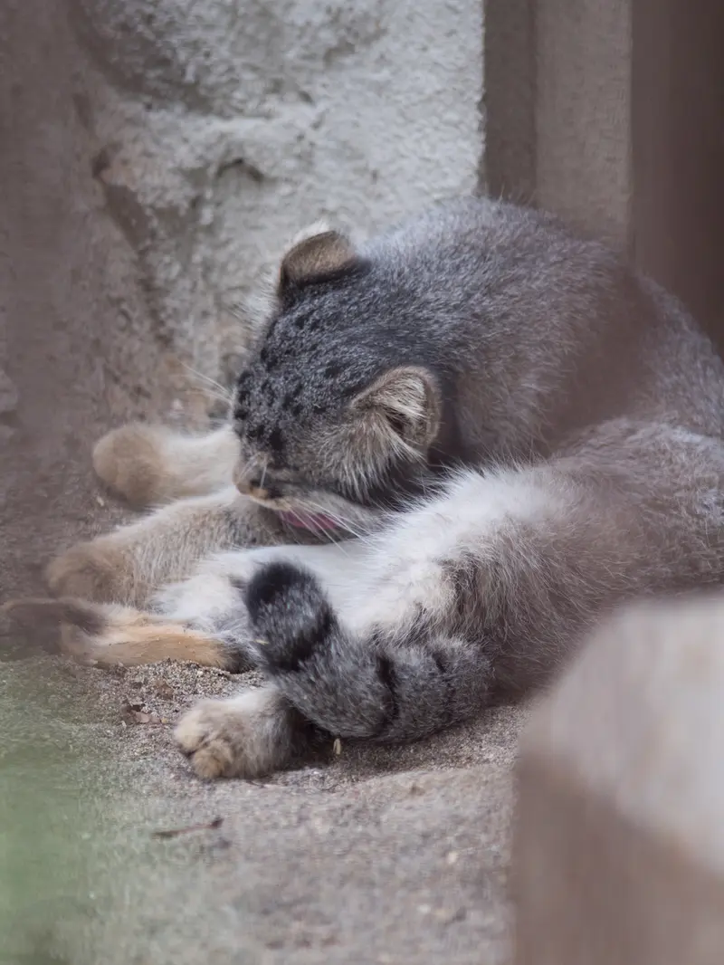 A photograph of Figa in Nogeyama Zoo