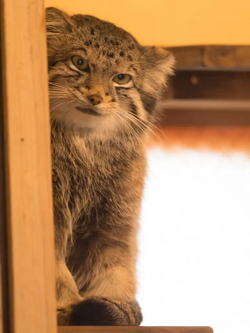 A photograph of Oto in Saitama Children's Zoo