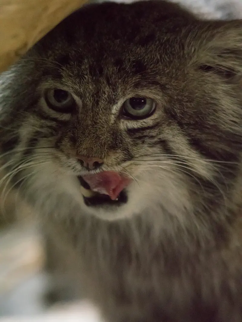 A photograph of Klyon in Ueno Zoological Gardens