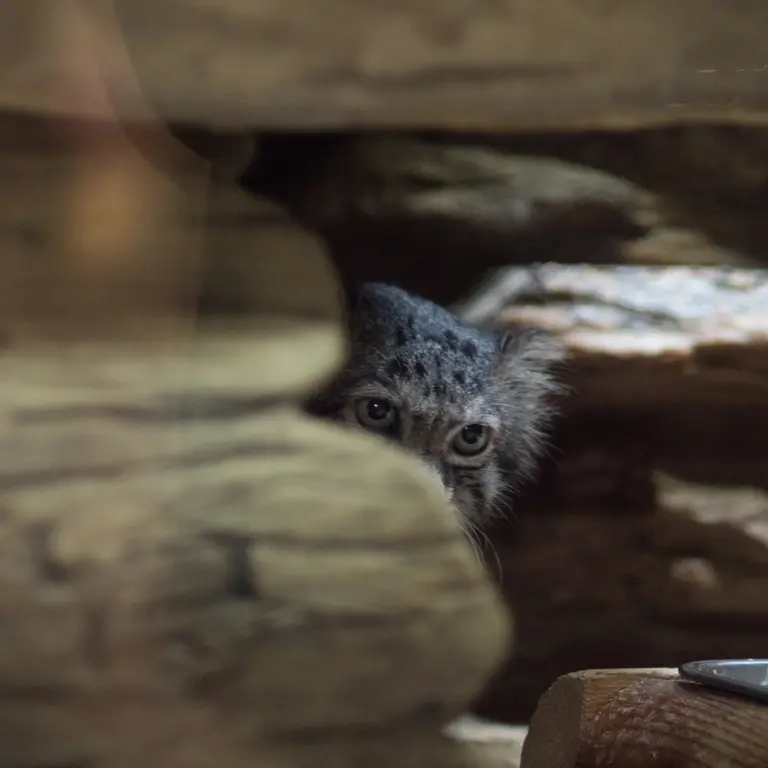 A photograph of Klyon in Ueno Zoological Gardens