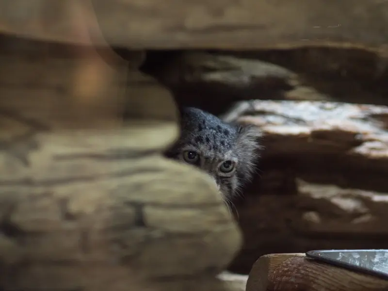A photograph of Klyon in Ueno Zoological Gardens