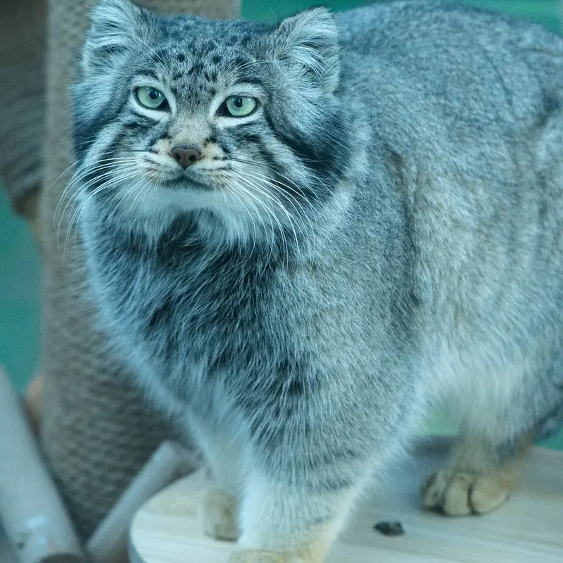 A photograph of Sun Sanlang in Qinghai-Tibet Plateau Wildlife Zoo