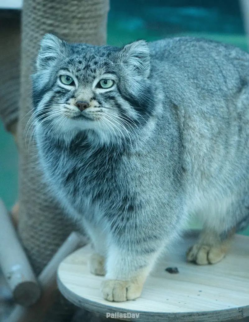 A photograph of Sun Sanlang in Qinghai-Tibet Plateau Wildlife Zoo