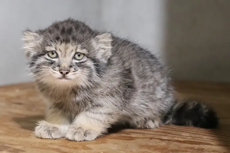 A photograph of a Pallas's cat in Kobe Animal Kingdom