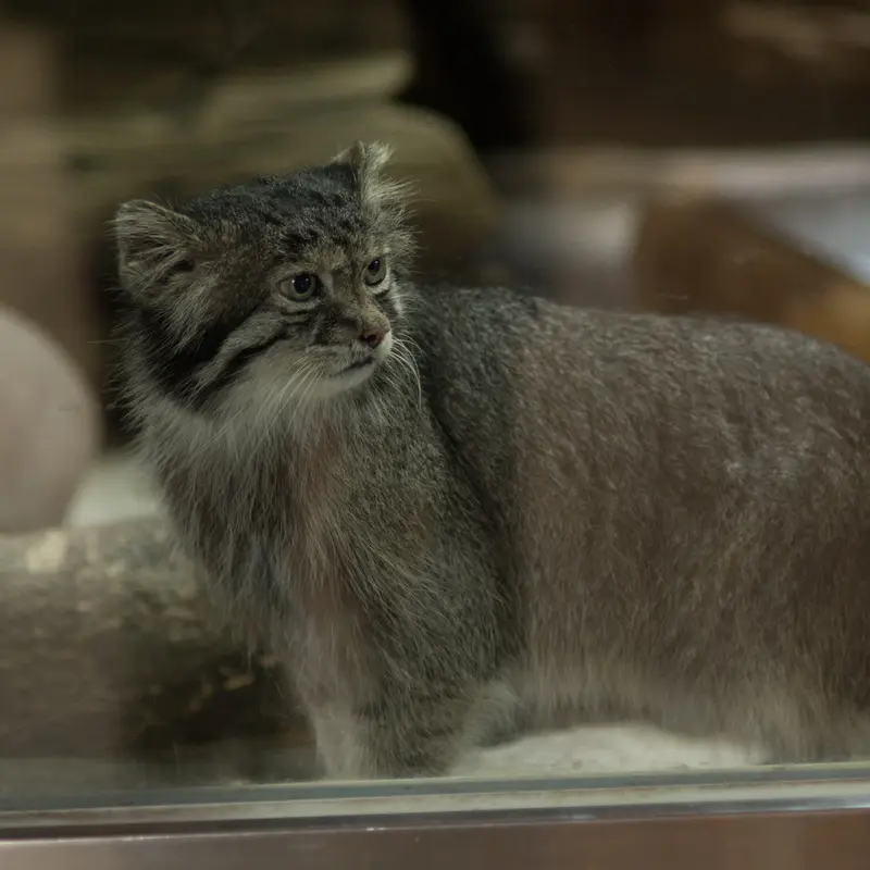 A photograph of Klyon in Ueno Zoological Gardens