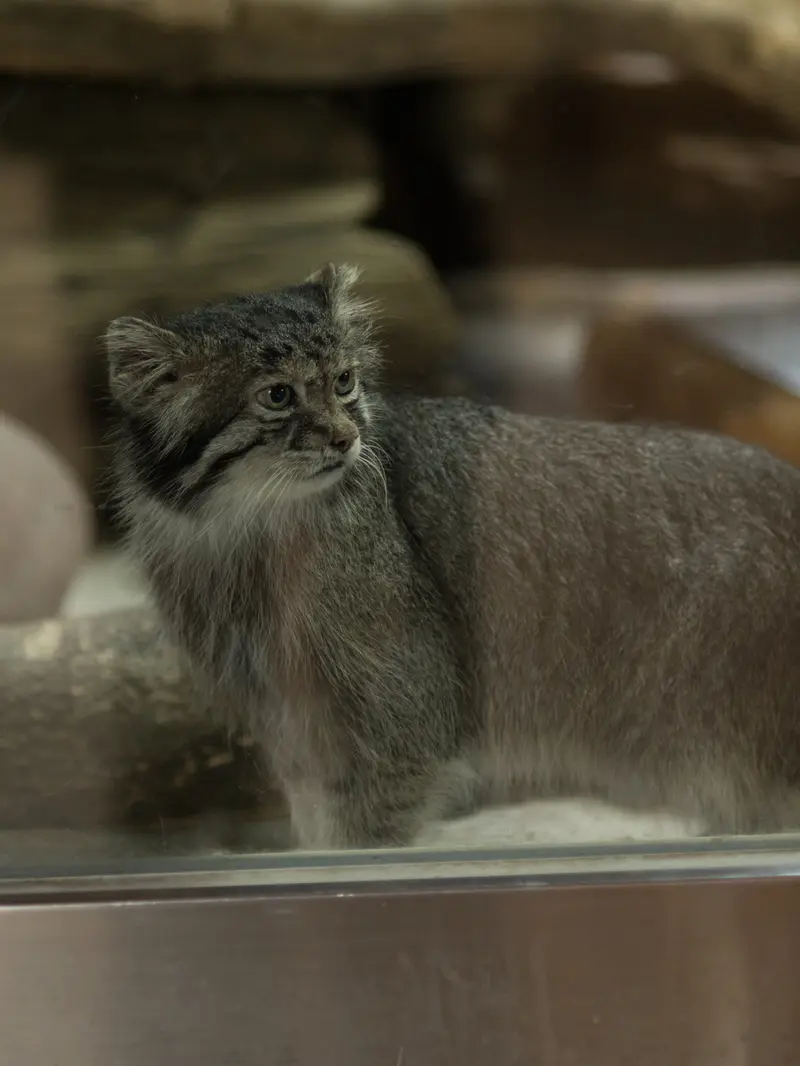 A photograph of Klyon in Ueno Zoological Gardens